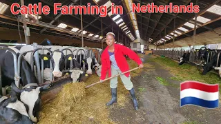 Modern Cattle Farming In Netherlands / Life In Netherlands