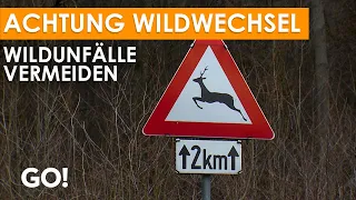 Wildunfälle – richtiges Verhalten und wie man sie vermeiden kann