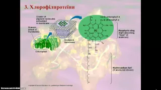Структура та функції складних білків