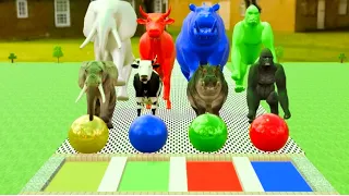 Fountain Crossing Animals Animal Moments Gorilla Elephant Hippo Cow