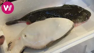 Fugu - so wird der giftige Kugelfisch zubereitet
