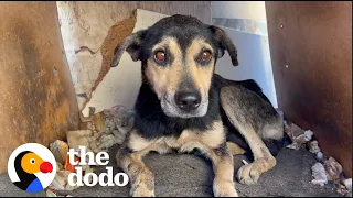 Old Dog That No One Wanted Turns Into A Puppy Again | The Dodo