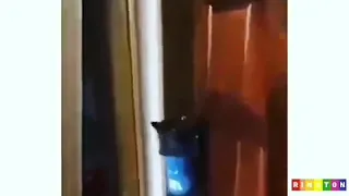 Кот разговаривает. Открой дверь