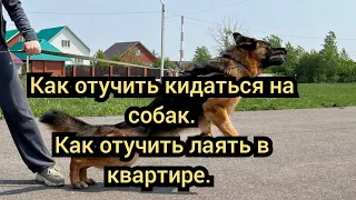 Как отучить собаку кидаться на других собак. Как отучить лаять в квартире.