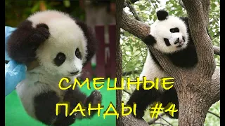 Смешные ПАНДЫ #4 / Лучшие приколы 2020 / Funny PANDA