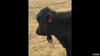 The cow was born with an extra leg on the head