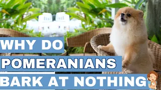 The Mystery of Pomeranian Barks: Explained