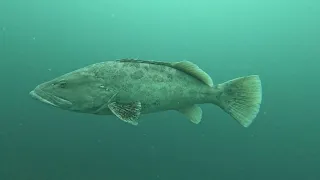 Big grouper, Aliwal shoal