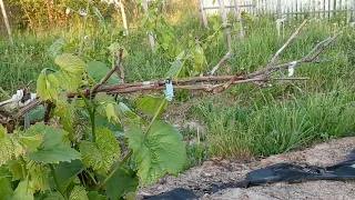 Виноградник открытого грунта в Ленинградской области