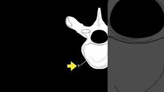 Testing Vertebral landmarks #shorts