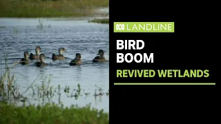 Widespread flooding revives bird populations in outback | Landline