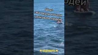 Нападение акулы 😱 на пляжу 😲 атакуют людей