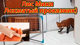 Лис Мики - Лохматый проказник в деле - Жизнь с Лисой / MIKI THE FOX