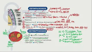 Mapas Mentales   Infectologia -ENAM-ENARM-SERUMS