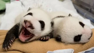 Panda Doesn't Realise She's Had Twins