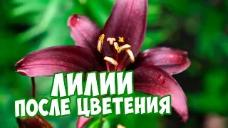 Уход за лилиями после цветения 🌺 Цветы Лилии 💮 Полезные советы