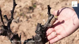 Poda del viñedo. Cepas adultas en vaso: cómo definir una "tijera" en un brazo del vaso