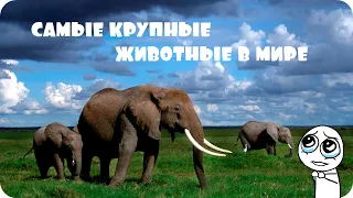 Самые большие и крупные животные в мире. Топ 10