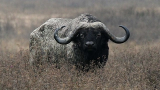 Mark and his son hunting buffalo