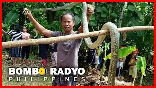 Tinaguriang “King Cobra of the North”, patay matapos tuklawin ng ahas | Bombo Network News