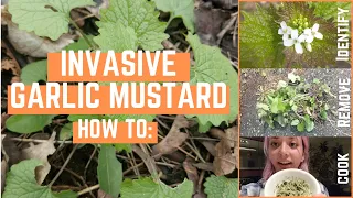 Garlic Mustard: How to identify, remove and cook the invasive species