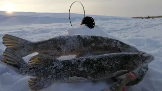 ФЛЮР ИЛИ МЕТАЛЛ, ЧТО ЛУЧШЕ? Рыбалка на жерлицы зимой, ловля щука на флажки