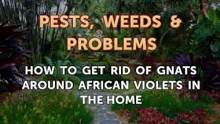 How to Get Rid of Gnats Around African Violets in the Home