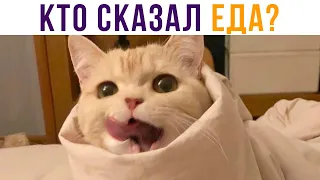 Кто сказал ЕДА???))) Приколы с котами | Мемозг 650