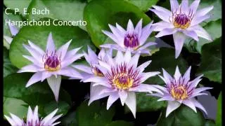 C. P. E. Bach Harpsichord Concerto in C minor Wq 31