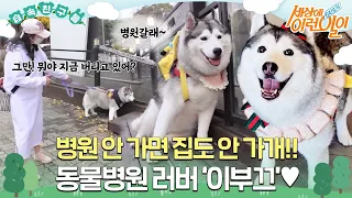 [#습속친구들] 병원 안 가면 집도 안 가개! 🐶동물 병원 러버 강쥐 ‘이부끄’💖 #순간포착세상에이런일이 #WhatonEarth #SBSstory