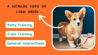 How to Train a Corgi - (Obedience, Potty & Crate Training)