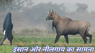 Nilgai aur Insan me se kaun darta hai ? ||Techearth|| 💐💐