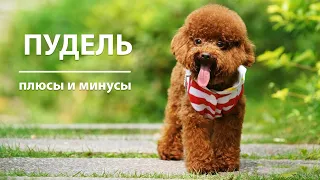 ПУДЕЛЬ. Плюсы и минусы породы POODLE