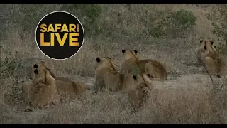 safariLIVE - Sunset Safari - June 5, 2018