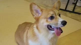 Adorable Corgi Café in Japan 🐶💕