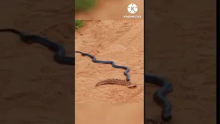 Dessert Cobra Attack Puff Adder #shorts #snakes #wildanimals #survival  #snakebattle #snakefight