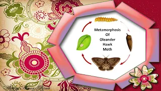 Metamorphosis of Oleander hawk moth.