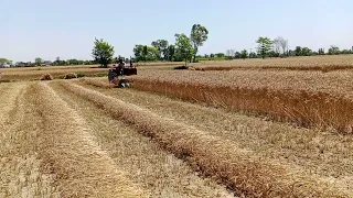 Wheat 🌾 cutting starting #video