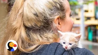 Kitten Lady Rescues Cat During Vacation | The Dodo