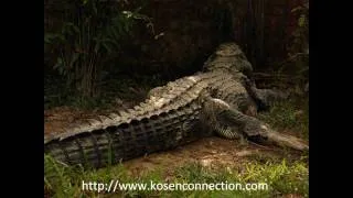 Malaysia Crocodiles - Rivers In Malaysia Full Of Sleepy Crocodiles