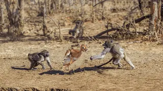 Baboons Attack Baby Gazelle