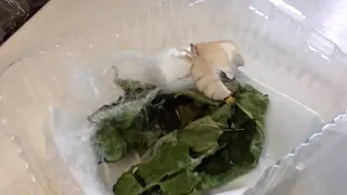 Silkworm Moth Cocoon Hatching (Time Lapse)