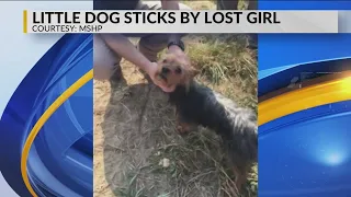 Lost Toddler Accompanied by Yorkie until Found