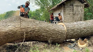 Huge Double Trembesi Takedown‼️ Stihl ms881.