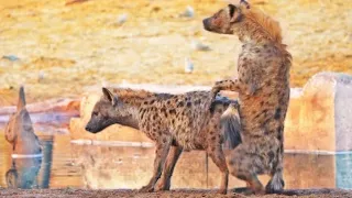 Hyena Passes Out after Happy Ending