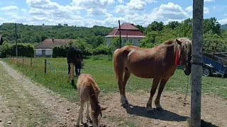 📢 Кобила Шакіра💥 приїхала до ХАРІ💥 з Яремче🏔️🌲та гарний кінь у Василя 💪