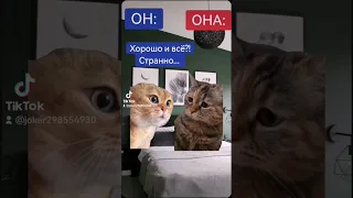 #котики #коты #прикол#смех #юмор#фан #смешноевидео #funnyshorts #cats #funny #funnycats #funnyvideos