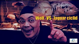 Jaguar versus Wolf Cichlid- Which is best for YOU!