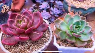 Why Do Succulents Turn Red Or Change Colors? |多肉植物| 다육이들 | Suculentas