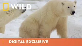 How Animals Survive in the Winter | Winter Wonderland | National Geographic Wild UK